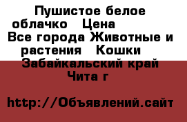 Пушистое белое облачко › Цена ­ 25 000 - Все города Животные и растения » Кошки   . Забайкальский край,Чита г.